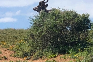 Safari med utsikt över parken: Addo Elephant National Park Dagsutflykt