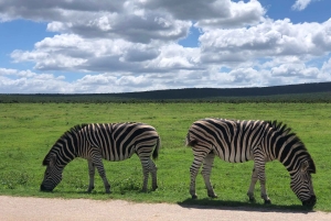 Safari med utsikt över parken: Addo Elephant National Park Dagsutflykt