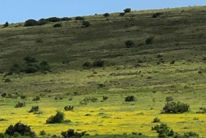 Safari med utsikt över parken: Addo Elephant National Park Dagsutflykt