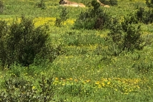 Safari med utsikt över parken: Addo Elephant National Park Dagsutflykt