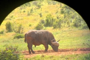 Safari med utsikt över parken: Addo Elephant National Park Dagsutflykt