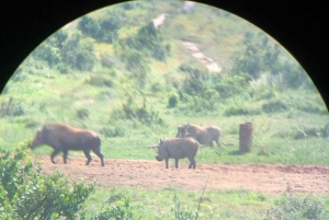 Safari med utsikt över parken: Addo Elephant National Park Dagsutflykt
