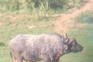 Safari med utsikt över parken: Addo Elephant National Park Dagsutflykt