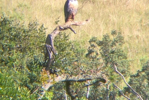 Safari med utsikt över parken: Addo Elephant National Park Dagsutflykt