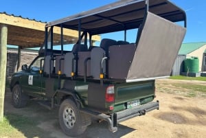 Safari med utsikt över parken: Addo Elephant National Park Dagsutflykt