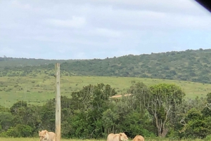 Park View Safari: Addo Elephant National Park Full-Day Tour