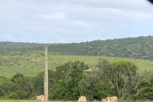 Park View Safari: Addo Elephant National Park Full-Day Tour