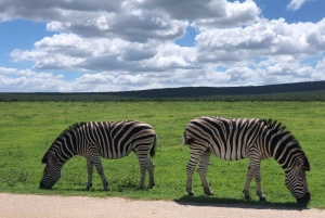 Park View Safari: Addo Elephant National Park Full-Day Tour
