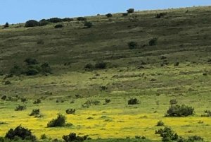Park View Safari: Addo Elephant National Park Full-Day Tour