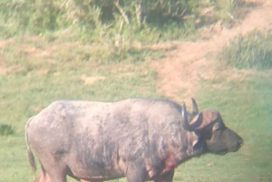 Park View Safari: Addo Elephant National Park Full-Day Tour