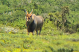 Park View Safari: Addo Elephant National Park Full-Day Tour