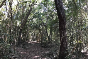 Plettenberg Bay: Guided Forest Walk and Wild Cat Experience