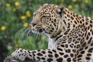 Bahía de Plettenberg: Paseo guiado por el bosque y excursión por la fauna