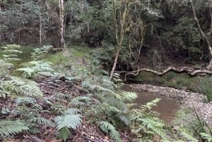 Plettenberg Bay: Plettenbergberg Bay: Opastettu metsäkävely ja villieläinkierros