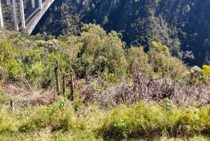 Port Elizabeth: 11 päivän safari- ja kulttuurimatka Joburgiin