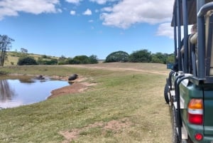 Port Elizabeth: 11 päivän safari- ja kulttuurimatka Joburgiin