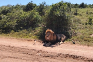 Port Elizabeth: 11 päivän safari- ja kulttuurimatka Joburgiin