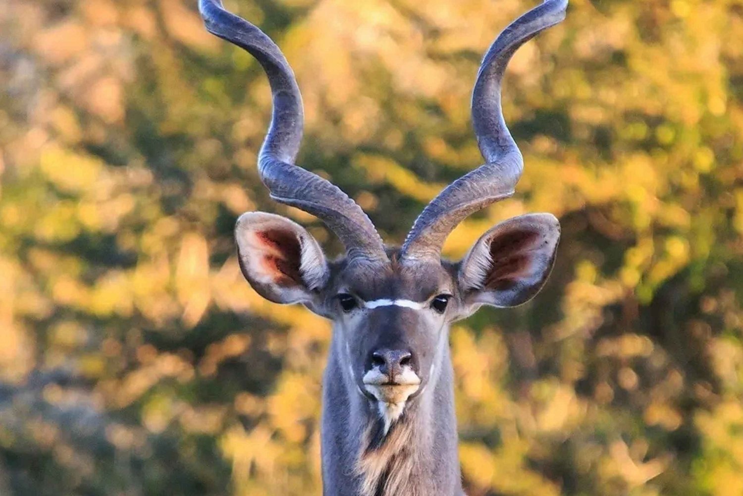 Port Elizabeth: 2-tägige Safari im Addo-Elefanten-Nationalpark