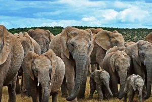 Port Elizabeth: 2-dagars safari i Addo Elephant National Park