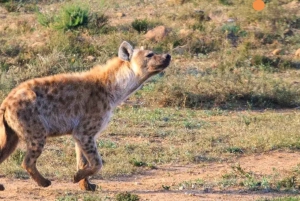 ポートエリザベス: 2日間のアッド エレファント国立公園サファリ