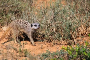 Puerto Elizabeth: Safari de 2 días al Parque Nacional de Elefantes de Addo