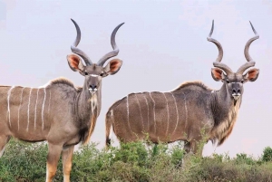 Puerto Elizabeth: Safari de 2 días al Parque Nacional de Elefantes de Addo