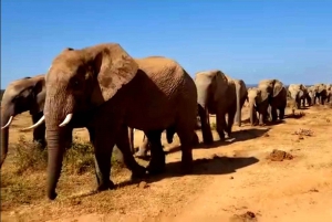 Port Elizabeth: 2-daagse safari in het Addo Elephant National Park