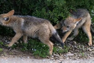 ポートエリザベス:アドド・エレファント・パーク経由の3日間ガーデンルート