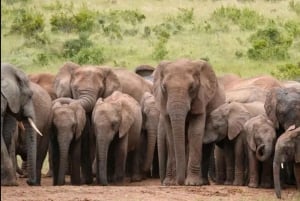 ポートエリザベス:アドド・エレファント・パーク経由の3日間ガーデンルート