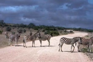 ポートエリザベス:アドド・エレファント・パーク経由の3日間ガーデンルート