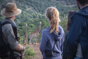 Port Elizabeth : Safari de 2 jours au parc d'éléphants d'Addo