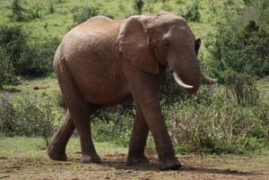 Port Elizabeth : Safari de 2 jours au parc d'éléphants d'Addo