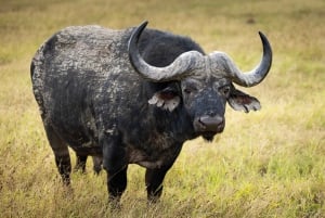 Port Elizabeth: 2-tägige Safari im Addo Elefantenpark