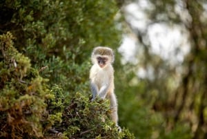 Port Elizabeth: 2-tägige Safari im Addo Elefantenpark