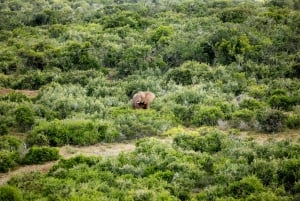 Port Elizabeth: 2-tägige Safari im Addo Elefantenpark