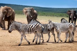 Port Elizabeth: 2-tägige Safari im Addo Elefantenpark