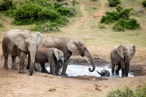 Port Elizabeth: 2-tägige Safari im Addo Elefantenpark