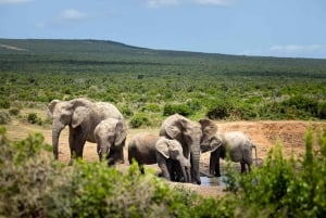 Port Elizabeth: 2-tägige Safari im Addo Elefantenpark
