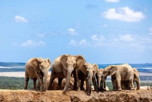 Port Elizabeth: 2-tägige Safari im Addo Elefantenpark