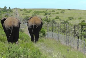 Port Elizabeth:2-Day Schotia Safaris & Addo Wildlife Reserve