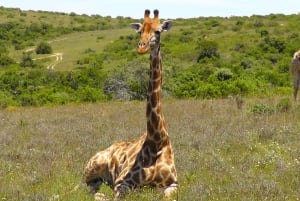 Port Elizabeth:2-Day Schotia Safaris & Addo Wildlife Reserve