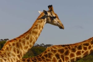 Port Elizabeth:2-Day Schotia Safaris & Addo Wildlife Reserve