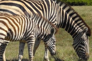 Port Elizabeth:2-Day Schotia Safaris & Addo Wildlife Reserve