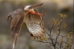 Порт-Элизабет: 3-дневное сафари по Национальному парку слонов Аддо