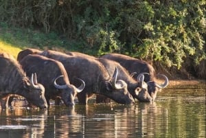 Порт-Элизабет: 3-дневное сафари по Национальному парку слонов Аддо