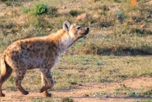 Порт-Элизабет: 3-дневное сафари по Национальному парку слонов Аддо