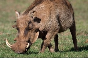Порт-Элизабет: 3-дневное сафари по Национальному парку слонов Аддо
