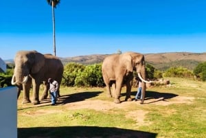 Порт-Элизабет: 3-дневное сафари по Национальному парку слонов Аддо