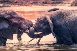 Порт-Элизабет: 3-дневное сафари по Национальному парку слонов Аддо