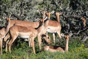 Порт-Элизабет: 3-дневное сафари по Национальному парку слонов Аддо